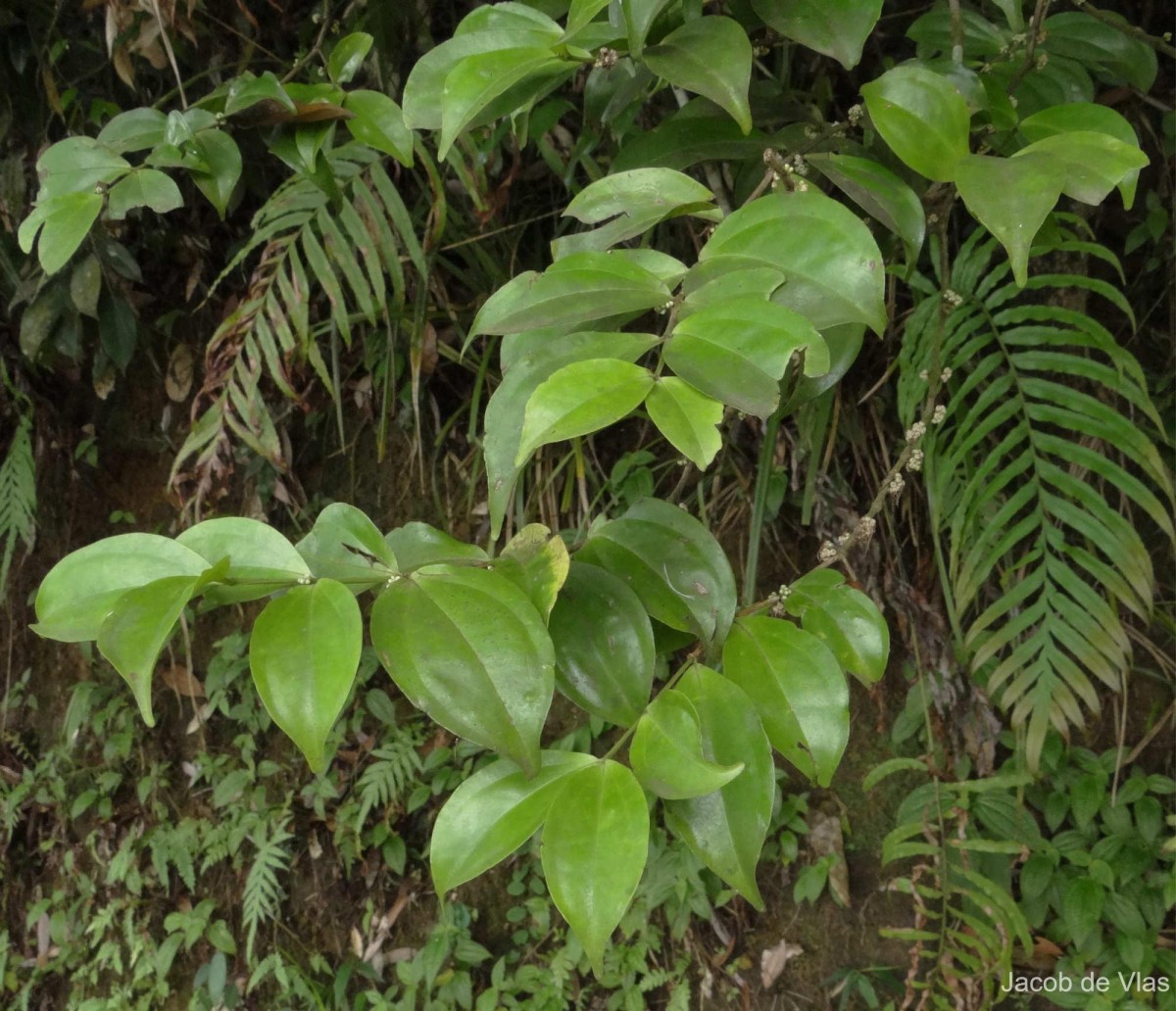 Lijndenia capitellata (Arn.) K.Bremer